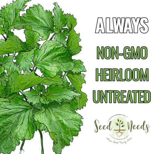 (1 Pack) Seed Needs Shiso Seeds for Planting Green Perilla Herbs - Non-GMO Heirloom & Untreated Annual Herb Seed