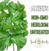 (1 Pack) Seed Needs Shiso Seeds for Planting Green Perilla Herbs - Non-GMO Heirloom & Untreated Annual Herb Seed