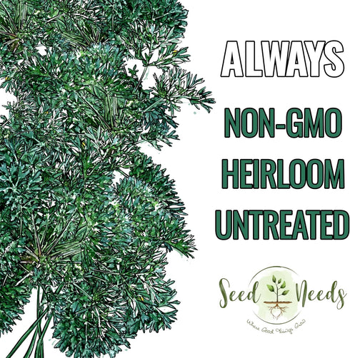 (1 Pack) Seed Needs Wormwood Seeds for Planting - Non-GMO, Heirloom & Untreated Perennial Herb - Medicinal Herbs