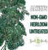 (1 Pack) Seed Needs Wormwood Seeds for Planting - Non-GMO, Heirloom & Untreated Perennial Herb - Medicinal Herbs
