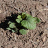 (1 Pack) Seed Needs Anise Hyssop Seeds for Planting Agastache foeniculum - Non-GMO Heirloom & Untreated - Grow a