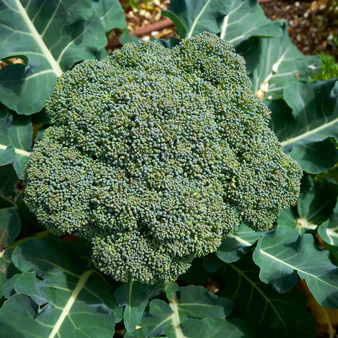Purely Organic Products LLC 29) 750 Purely Organic Broccoli Seeds (Waltham - Approx Seeds - USDA Organic, Non-GMO, Open