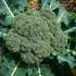 Purely Organic Products LLC 29) 750 Purely Organic Broccoli Seeds (Waltham - Approx Seeds - USDA Organic, Non-GMO, Open