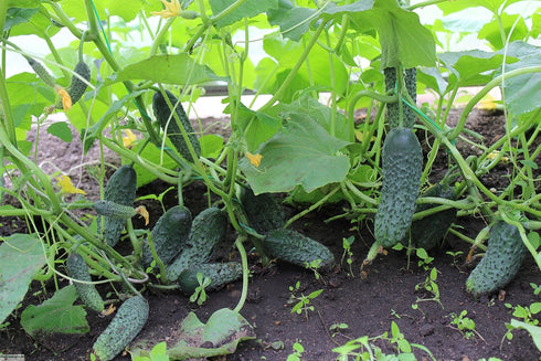NIKA SEEDS 45 20 Seeds Vegetable Cucumber Titus Heirloom for Pickling Days - Seeds