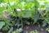 NIKA SEEDS 45 20 Seeds Vegetable Cucumber Titus Heirloom for Pickling Days - Seeds