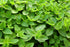 500 2000 Packet 1 TKE Farms & Gardens - Marjoram Seeds for Planting, Mg, Heirloom Seeds, Non-GMO, Includes Instructions