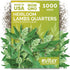 KVITER 1000 Lambs Quarters Seeds (Chenopodium Album) - Goosefoot, Wild Spinach, Edible