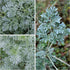(1 Pack) Seed Needs Wormwood Seeds for Planting - Non-GMO, Heirloom & Untreated Perennial Herb - Medicinal Herbs