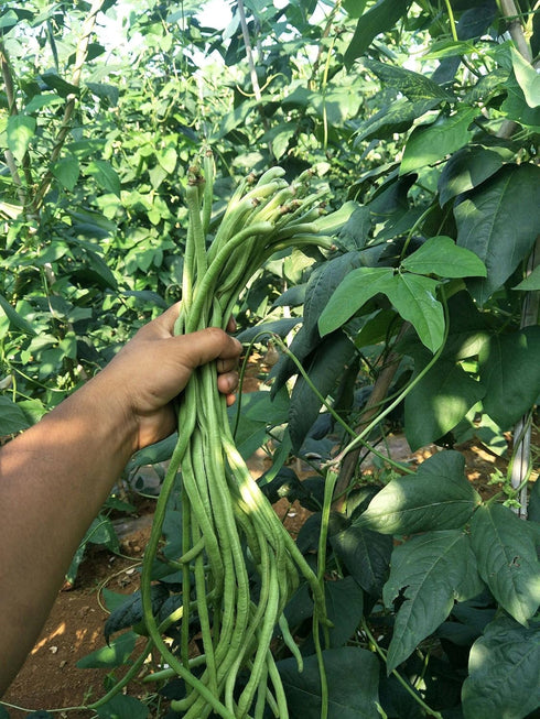VAACNEE 30+ MOCCUROD Yard Long Bean Seeds Asian Vegetable Long Bean String Beans Productive USA