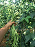 VAACNEE 30+ MOCCUROD Yard Long Bean Seeds Asian Vegetable Long Bean String Beans Productive USA