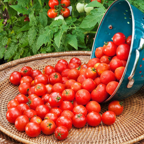 3 6-Pack Bonnie Plants Husky Red Cherry Tomato Plugs, Live Plants, Ideal for Containers, Raised Beds, and In-Ground