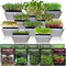Microgreen Seeds Variety Pack 10 Heirloom Types for Indoor Sprouting Broccoli, Pea,
