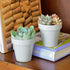 Youngever 10 Pack 3 Inch Mini Plastic Planters - Indoor Flower Pots, Grey Gardening Pots with Drainage for All House