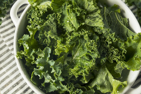 500 Kale Blue Scotch Curled Seeds - Non GMO - Heirloom - Open Pollinated