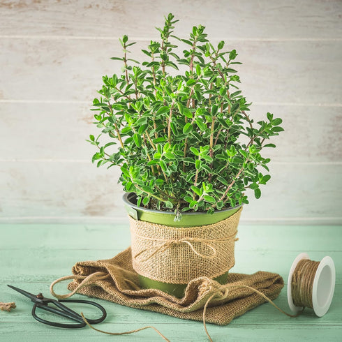 500 2000 Packet 1 TKE Farms & Gardens - Marjoram Seeds for Planting, Mg, Heirloom Seeds, Non-GMO, Includes Instructions