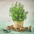 500 2000 Packet 1 TKE Farms & Gardens - Marjoram Seeds for Planting, Mg, Heirloom Seeds, Non-GMO, Includes Instructions
