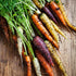 (5 Packs) Seed Needs Carrot Seeds for Planting Rainbow Carrots - Non-GMO Heirloom & Untreated Veggie Seed to Grow a