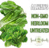 (1 Pack) Seed Needs Romaine Lettuce Seeds for Planting Parris Island COS - Non-GMO Heirloom & Untreated Annual Cool