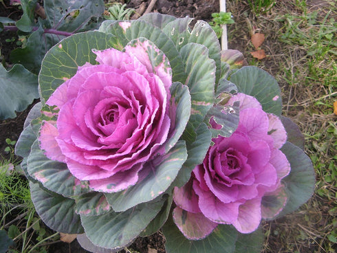 SeedsUA Seeds Flowering Kale Cabbage Ornamental Decorative Large-Leaved Mix Beatiful Cut Flowers for Planting Non GMO