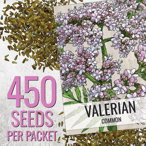 (1 Pack) Seed Needs Valerian Seeds for Planting Stink Root Plants - Non-GMO Heirloom & Untreated Perennial Medicinal