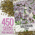 (1 Pack) Seed Needs Valerian Seeds for Planting Stink Root Plants - Non-GMO Heirloom & Untreated Perennial Medicinal