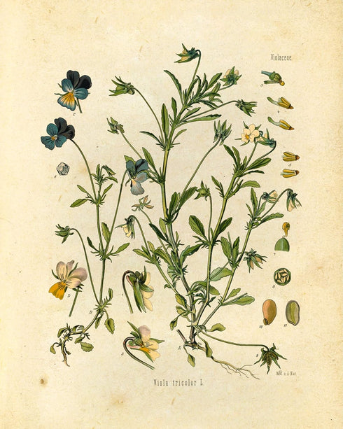 Ink Inc. Botanical Prints Wildflower Prints - Set of 6-8x10 - Unframed