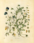 Ink Inc. Botanical Prints Wildflower Prints - Set of 6-8x10 - Unframed