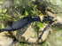 WEYLAND Kukri Machete Knife - Tactical MOLLE Sheath, Fixed Full Tang Steel Blade for Camping, Gardening, Yard Work