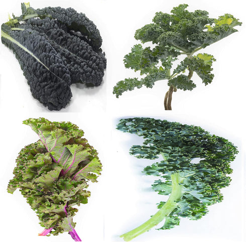 Sunutri Seeds Kale Seeds Collection, 1000+ Heirloom, Non-GMO Seeds - Black Tuscan, Red Russian,