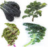 Sunutri Seeds Kale Seeds Collection, 1000+ Heirloom, Non-GMO Seeds - Black Tuscan, Red Russian,