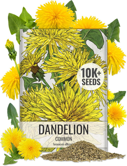 Seed Needs Dandelion Seeds for Planting Fresh Herbs | 10,000+ Untreated Seeds