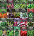Hydroponic & Indoor Garden Seed Kit 20 Compact Heirloom Vegetable & Herb