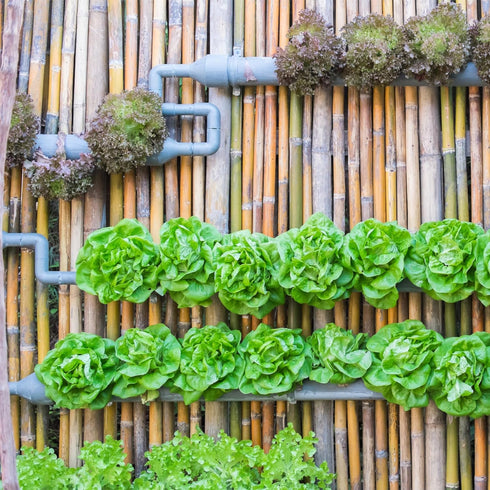 Pack 8 Packets Seed Needs Lettuce Seeds Variety for Planting a Collection of Individual Varieties - Includes Romaine