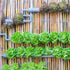 Pack 8 Packets Seed Needs Lettuce Seeds Variety for Planting a Collection of Individual Varieties - Includes Romaine