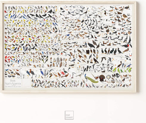 Pop Chart Birds of North America Large-Format Poster, 36" x 24", Illustrated Wall Decor for Nature Lovers