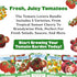5 Sunset, Epic Gardening Tomato Lovers Seed Bundle - Juicy Varieties, Includes Brandywine, Chadwick Cherry & Tropical