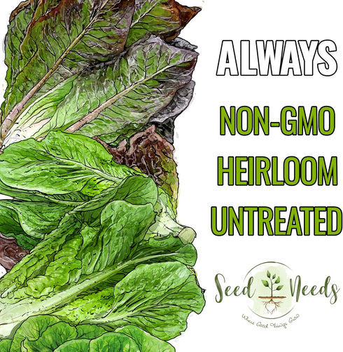 Pack 2 Packets Seed Needs Romaine Lettuce Seeds Variety for Planting a Collection of Individual Varieties - Include Red