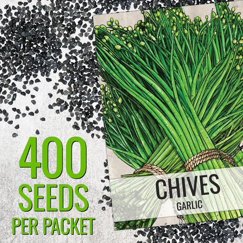 (2 Packs) Seed Needs Chive Seeds for Planting Garlic Chives - Non-GMO Heirloom & Untreated Perennial Herbs to Grow an