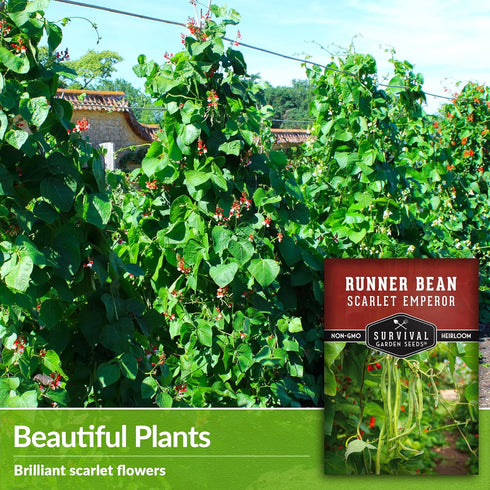 3 Packets Survival Garden Seeds Scarlet Emperor Runner Bean Seeds for Planting - with Instructions to Plant & Grow Red
