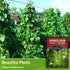 3 Packets Survival Garden Seeds Scarlet Emperor Runner Bean Seeds for Planting - with Instructions to Plant & Grow Red