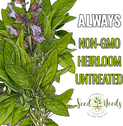 (1 Pack) Seed Needs Sage Seeds for Planting Broad Leaved Herbs - Non-GMO Heirloom & Untreated Culinary Herb Seed