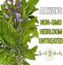 (1 Pack) Seed Needs Sage Seeds for Planting Broad Leaved Herbs - Non-GMO Heirloom & Untreated Culinary Herb Seed