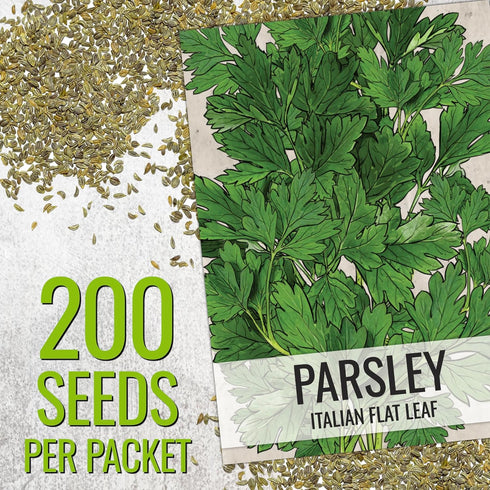 (1 Pack) Seed Needs Italian Flat Leaf Parsley Seeds for Planting - Non-GMO, Heirloom & Untreated - Culinary Herbs