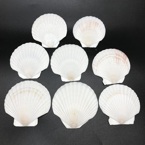 PEPPERLONELY 8 PC Large Great Scallop Sea Shells, Irish Baking Shells, 3 Inch ~ 4 Inch