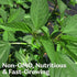 3000 KVITER Molokhia Egyptian Spinach Seeds (Corchorus Olitorius) - a.k.a Jute Leaves Seeds, Ewedu, Rau Day, Saluyot