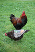 The Chicken Chick Standard Hen Mating Saddle by