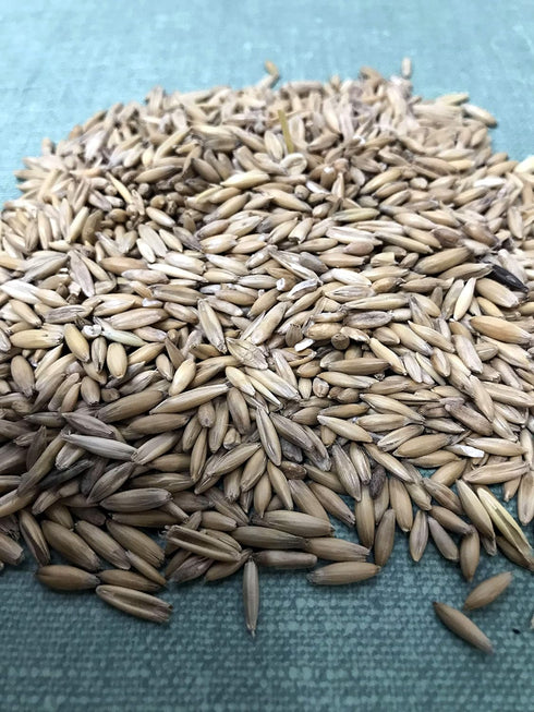 Oat Seeds Magic Grow 1 Lb (3000+ Oat Seeds Seeds)- Cat,Dog,Pets- Oat Grass Seeds