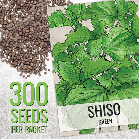 2 Packets) Seed Needs Shiso Seeds for Planting Green & Red Perilla - Non-GMO Heirloom & Untreated Herb Seed to Plant an