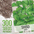 2 Packets) Seed Needs Shiso Seeds for Planting Green & Red Perilla - Non-GMO Heirloom & Untreated Herb Seed to Plant an