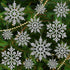 36 Pack Silver Snowflake Ornaments, Plastic Glitter Snow Flakes for Winter Christmas Tree Decorations, Size Varies